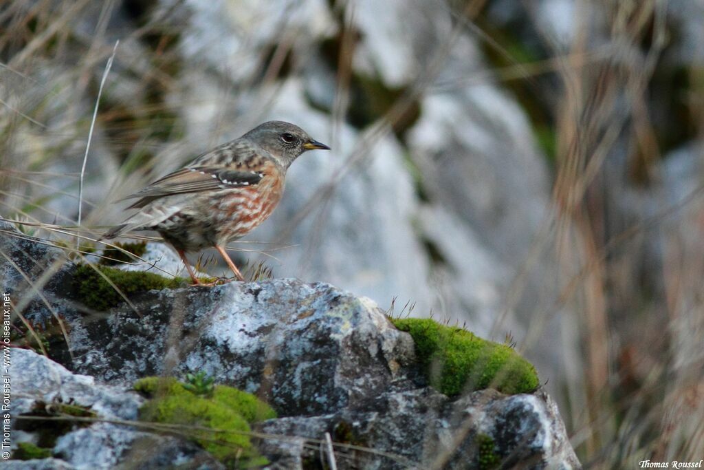 Accenteur alpinadulte