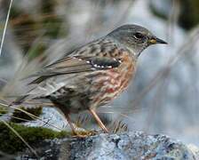 Alpine Accentor