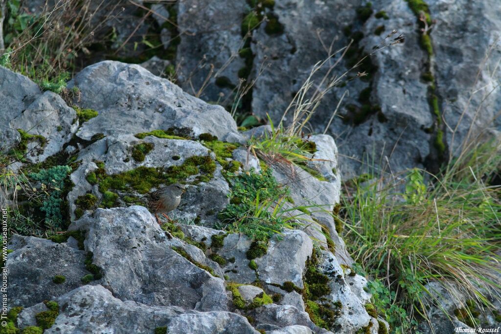 Alpine Accentor, habitat