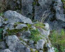 Alpine Accentor