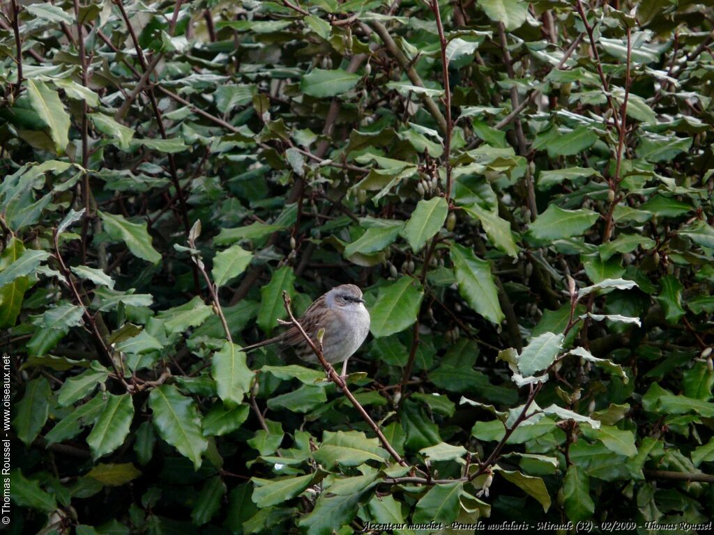 Dunnock