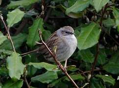 Dunnock