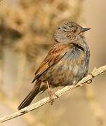 Dunnock