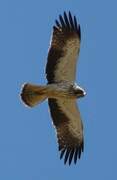 Booted Eagle