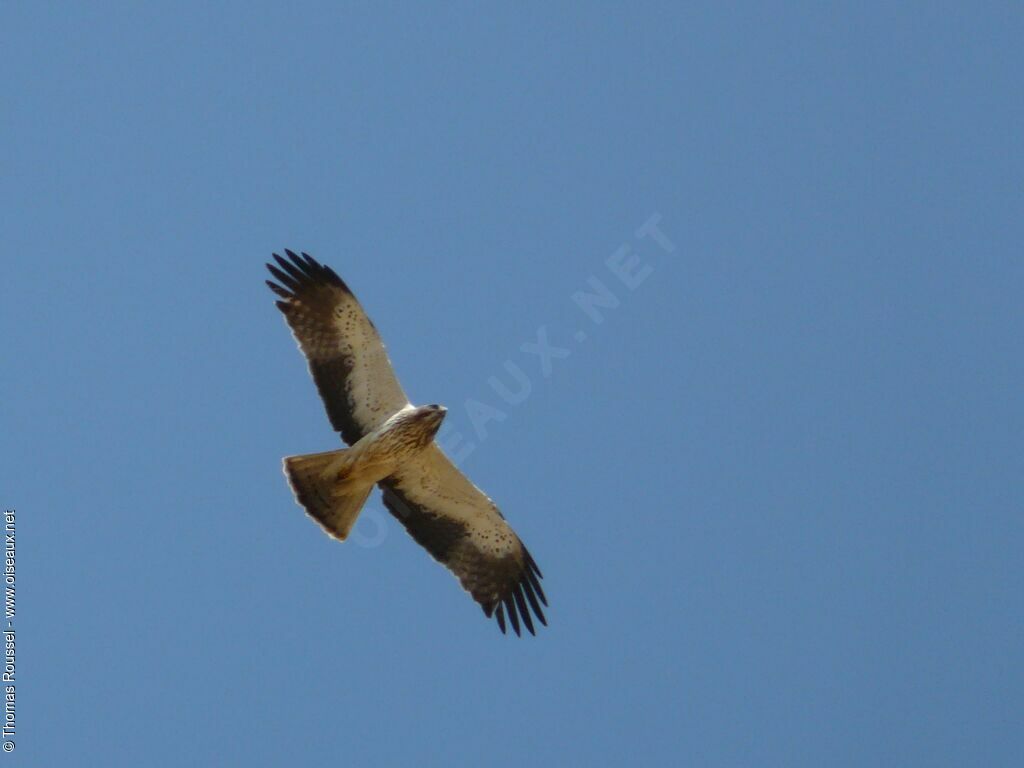 Booted Eagle, Flight