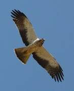 Booted Eagle