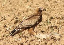 Booted Eagle