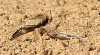 Booted Eagle