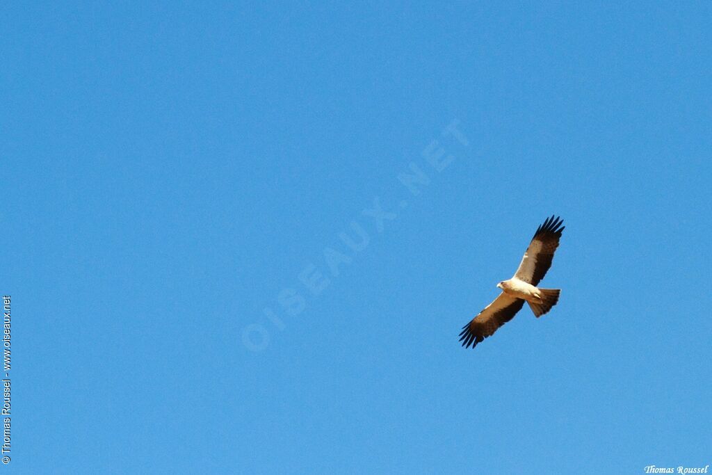 Aigle botté, Vol