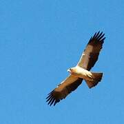 Booted Eagle