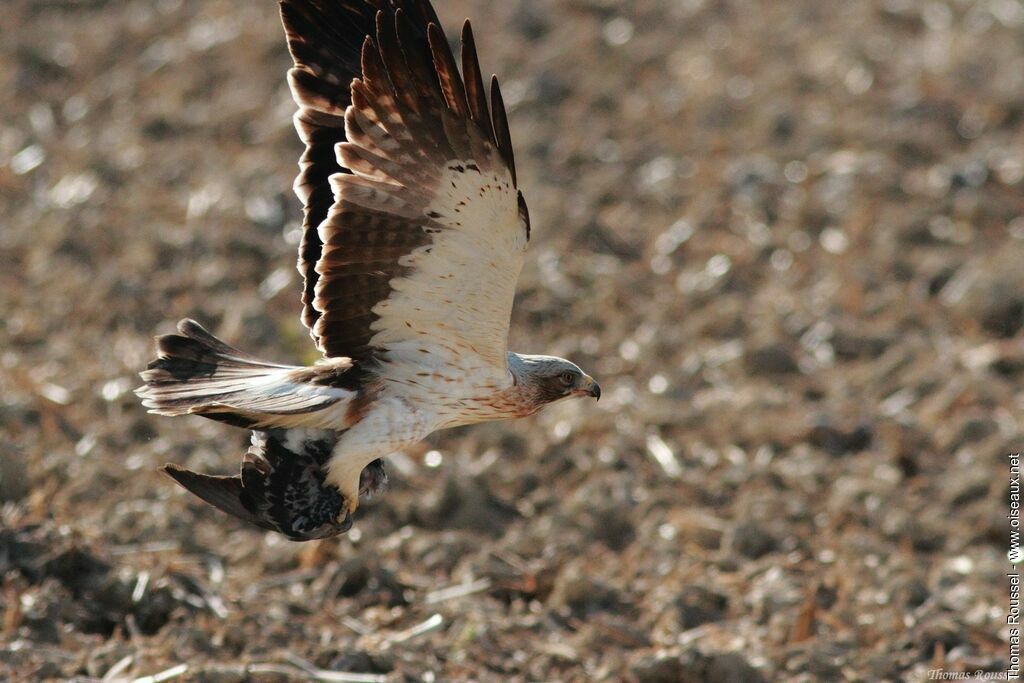 Aigle botté, Vol, régime