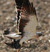 Booted Eagle