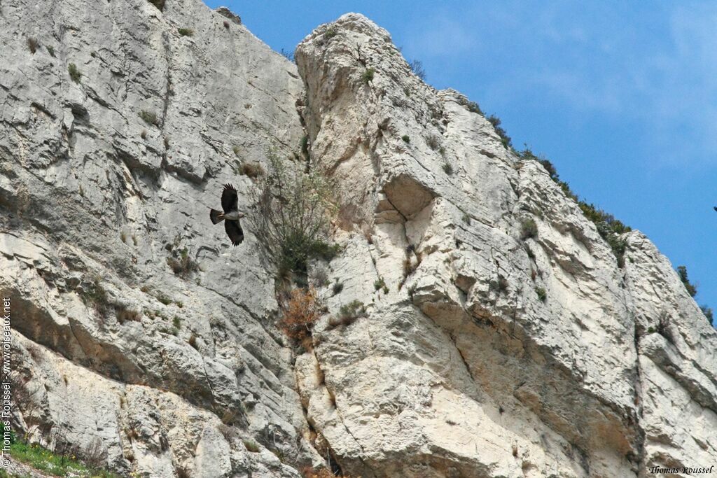 Aigle de Bonelli