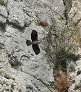 Bonelli's Eagle