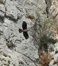 Aigle de Bonelli