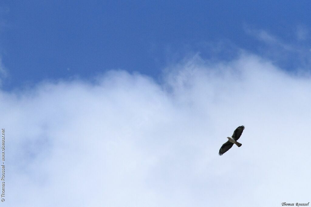 Aigle de Bonelli, Vol