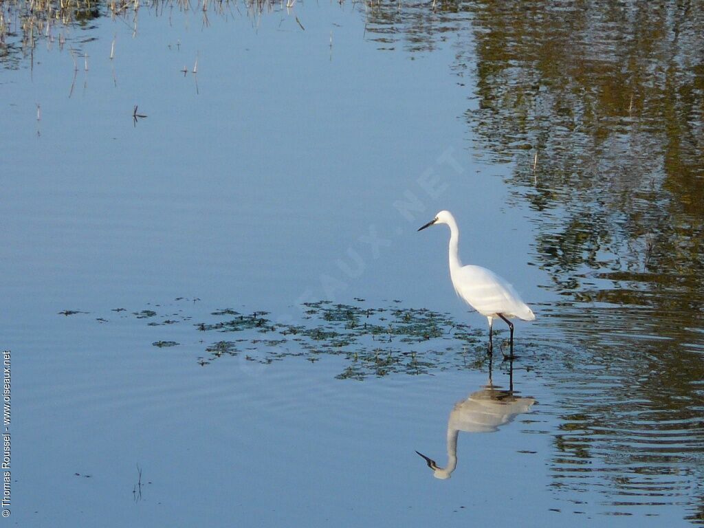 Aigrette garzette