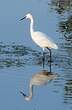 Aigrette garzette