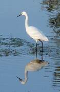 Little Egret