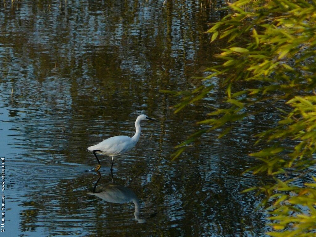 Aigrette garzette, identification