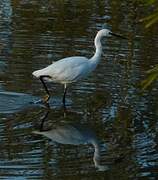 Aigrette garzette