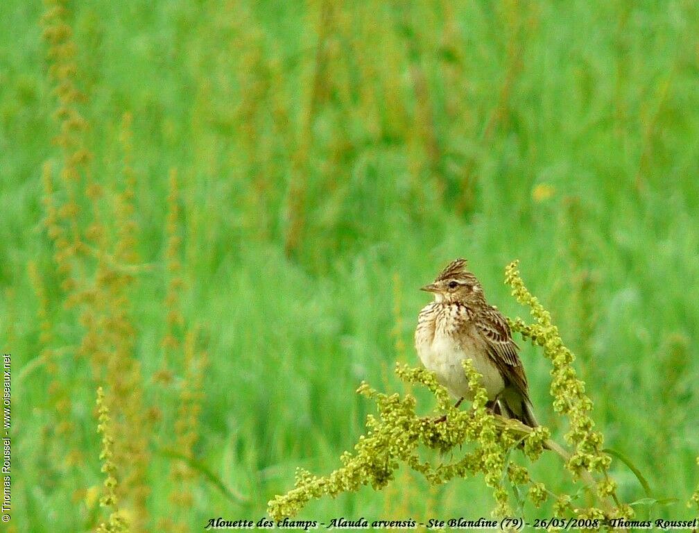 Eurasian Skylark