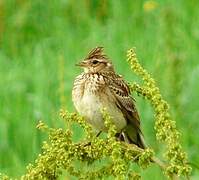 Eurasian Skylark