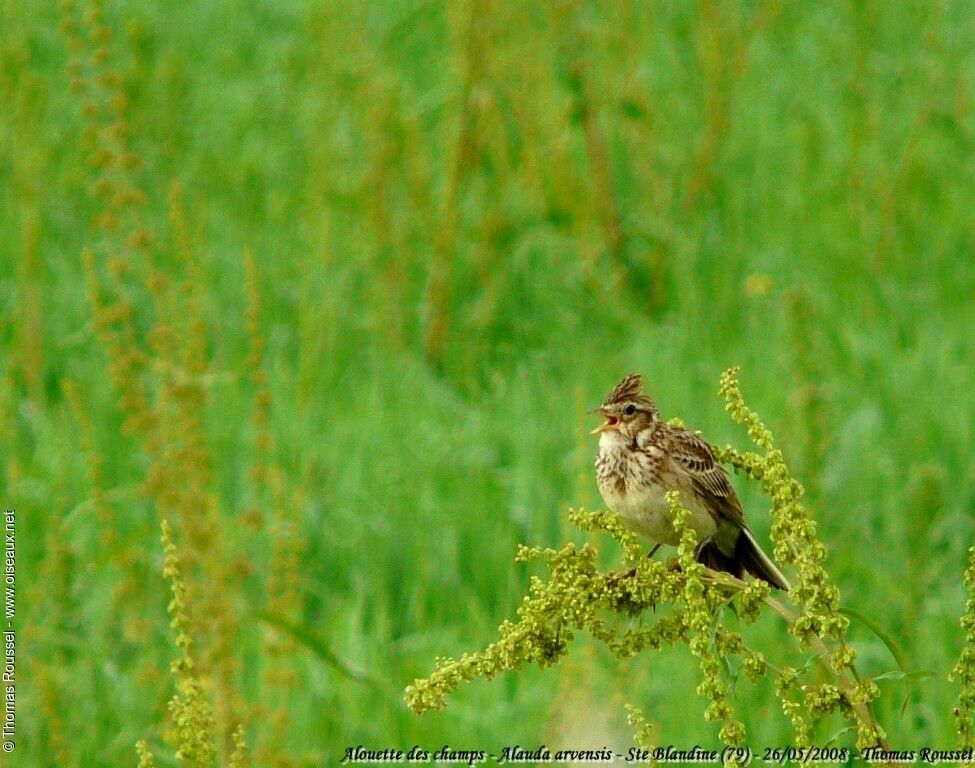 Eurasian Skylark, song