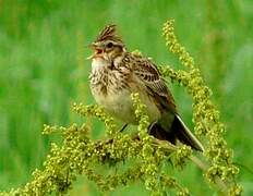 Eurasian Skylark