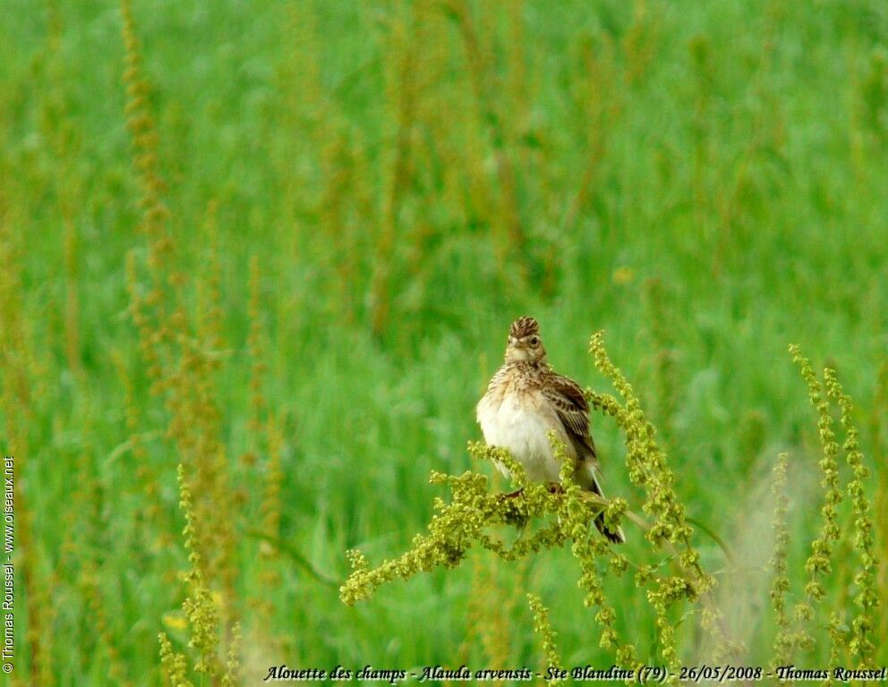 Eurasian Skylark