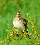 Eurasian Skylark