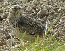 Woodlark