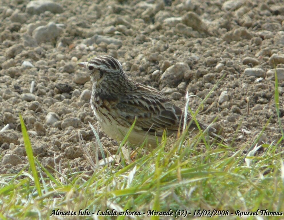 Woodlark