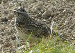 Woodlark