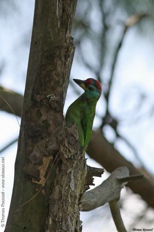 Blue-throated Barbet, identification