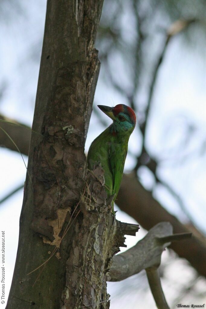 Blue-throated Barbet, identification