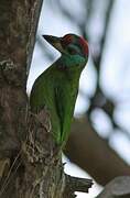 Blue-throated Barbet