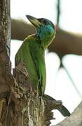 Blue-throated Barbet