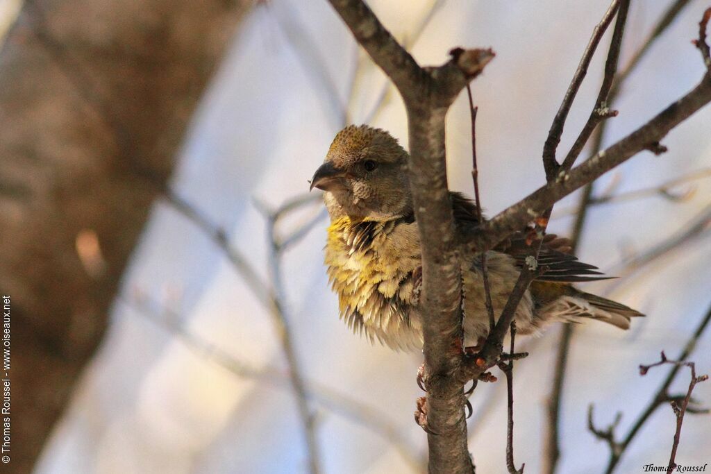 Red Crossbill female adult, identification