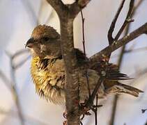 Red Crossbill