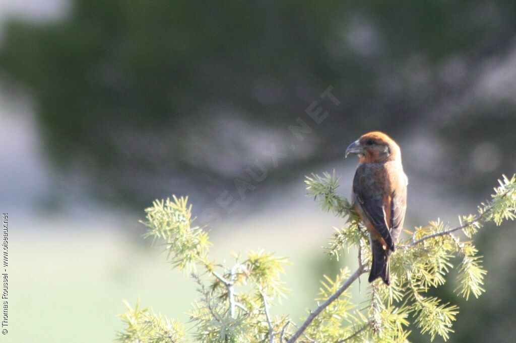 Red Crossbill