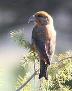 Bec-croisé des sapins