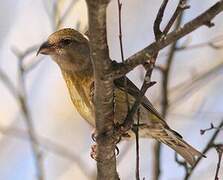 Red Crossbill