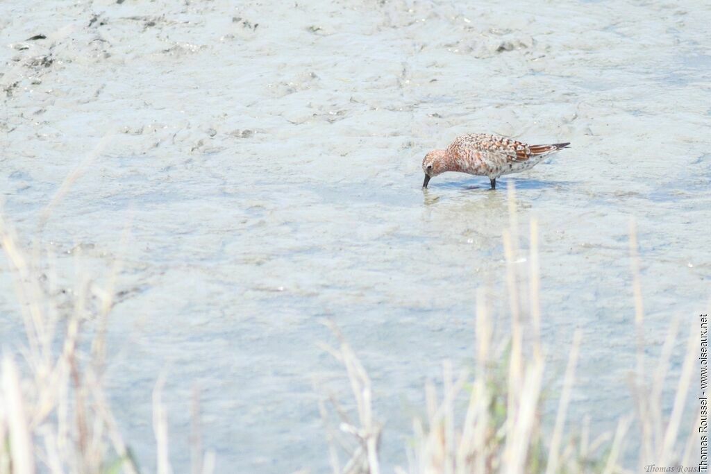 Curlew Sandpiper