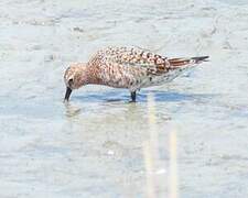 Curlew Sandpiper