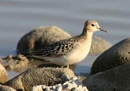 Buff-breasted Sandpiper