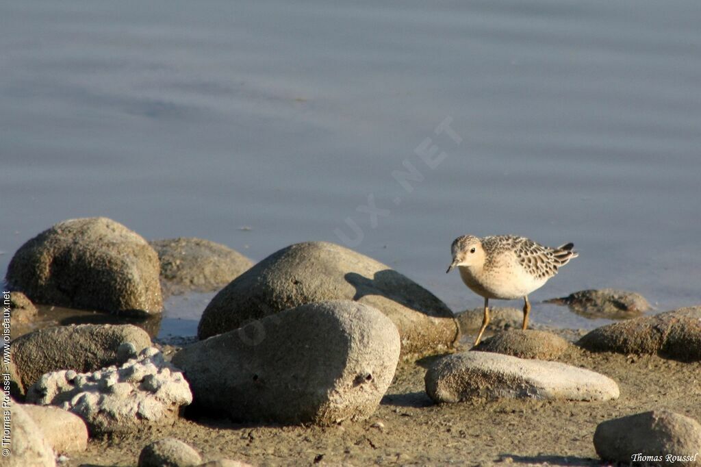 Bécasseau rousset, identification