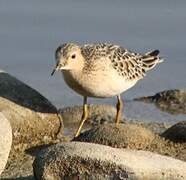 Buff-breasted Sandpiper