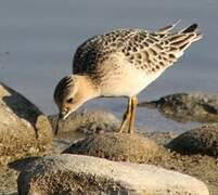 Buff-breasted Sandpiper