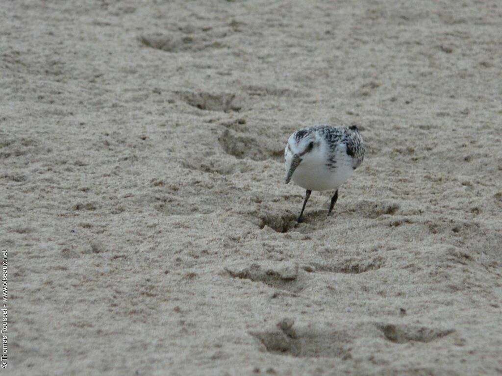 Bécasseau sanderling